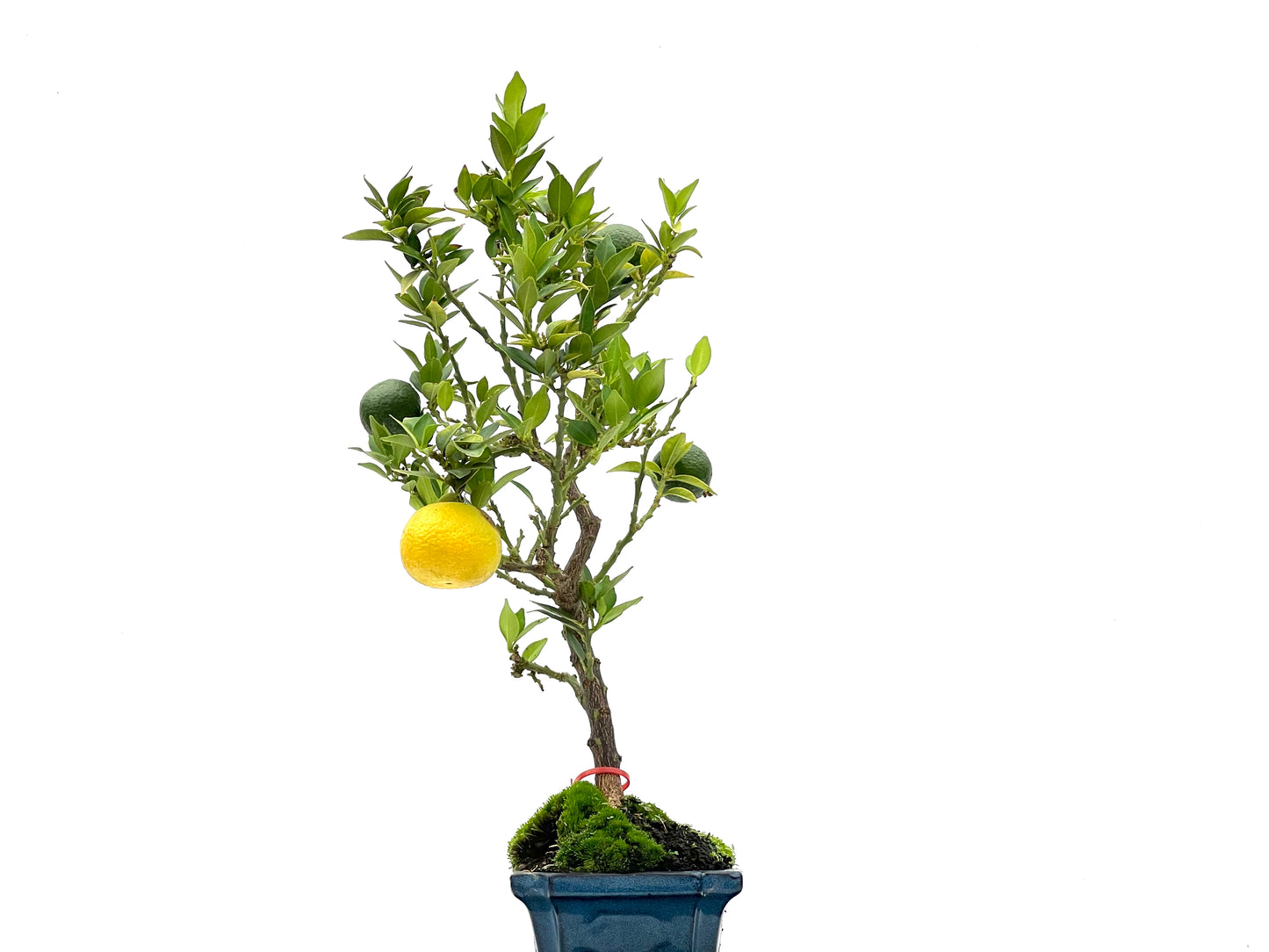 Citrus Myrtifolia 2751