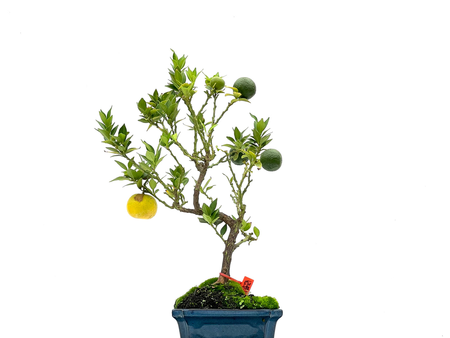 Citrus Myrtifolia 2751