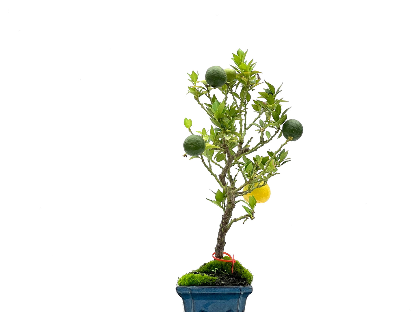 Citrus Myrtifolia 2751