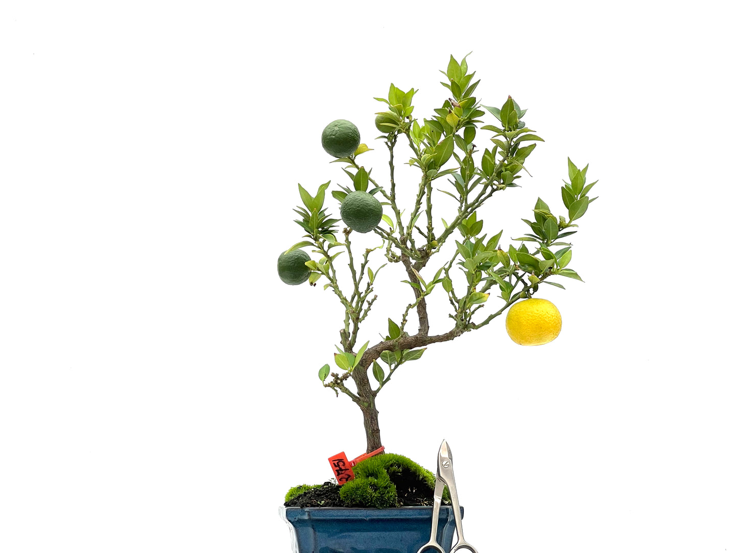 Citrus Myrtifolia 2751