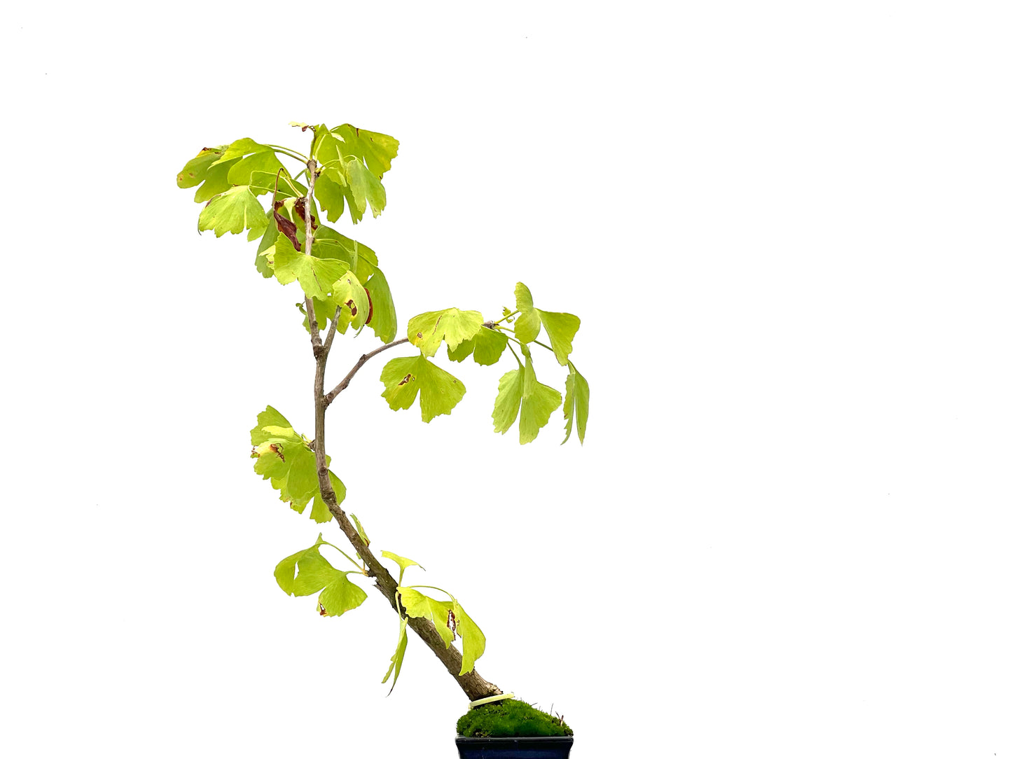 Ginkgo Biloba 2744