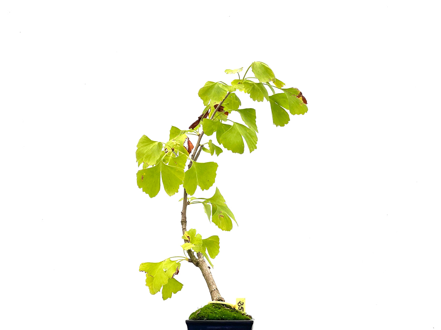 Ginkgo Biloba 2744