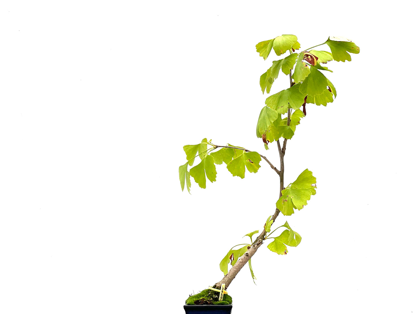 Ginkgo Biloba 2744