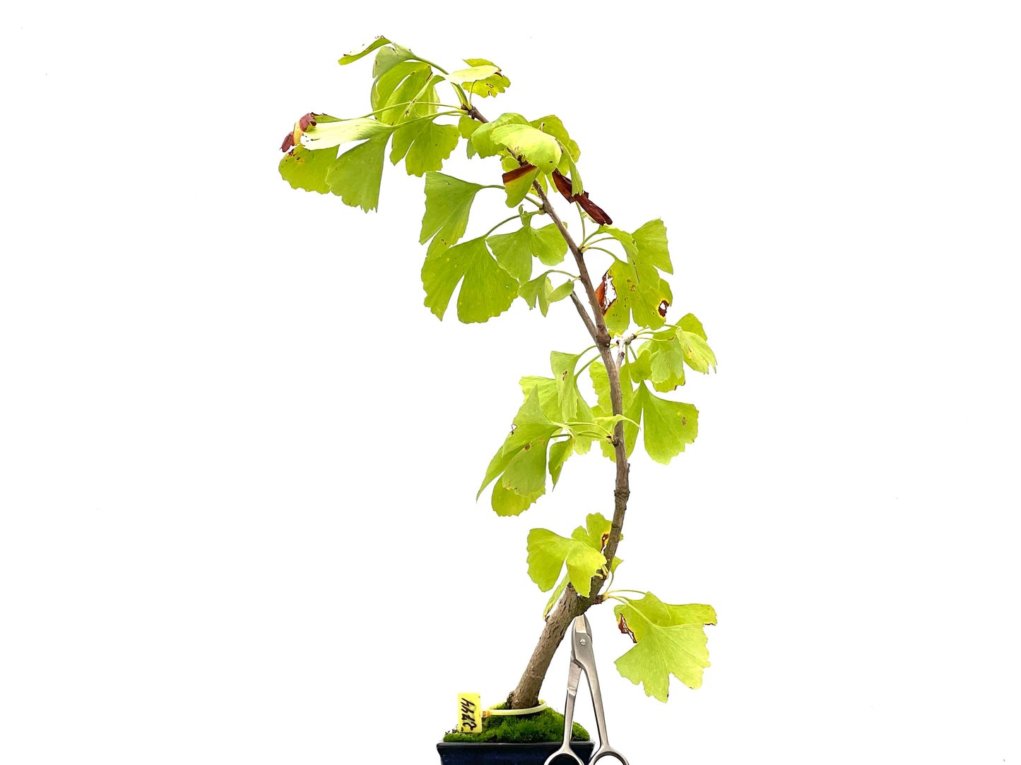 Ginkgo Biloba 2744
