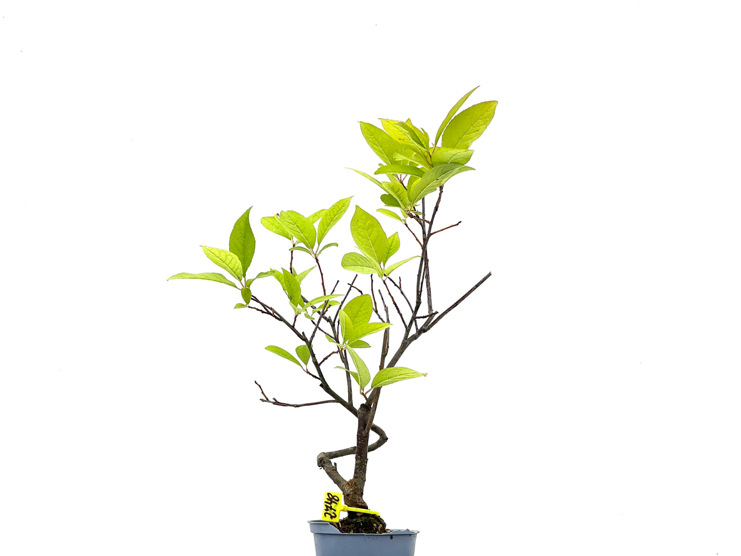 Ilex Verticillata 2748