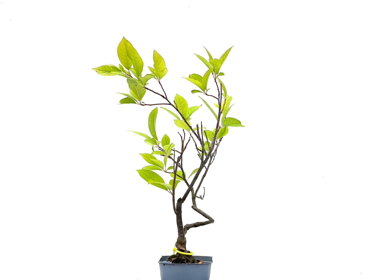 Ilex Verticillata 2748