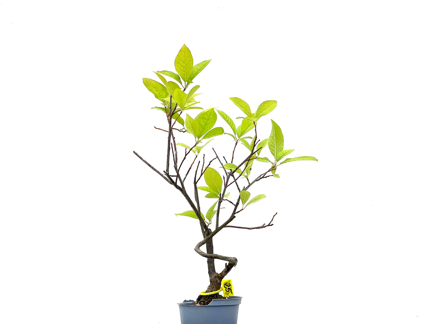 Ilex Verticillata 2748