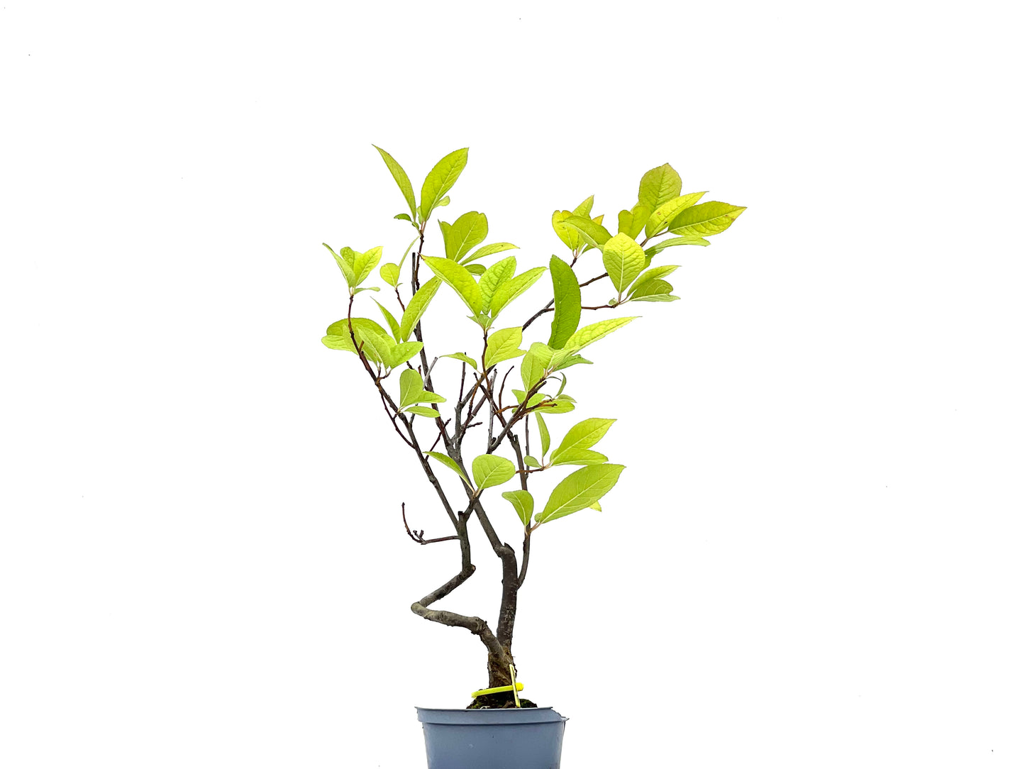 Ilex Verticillata 2748