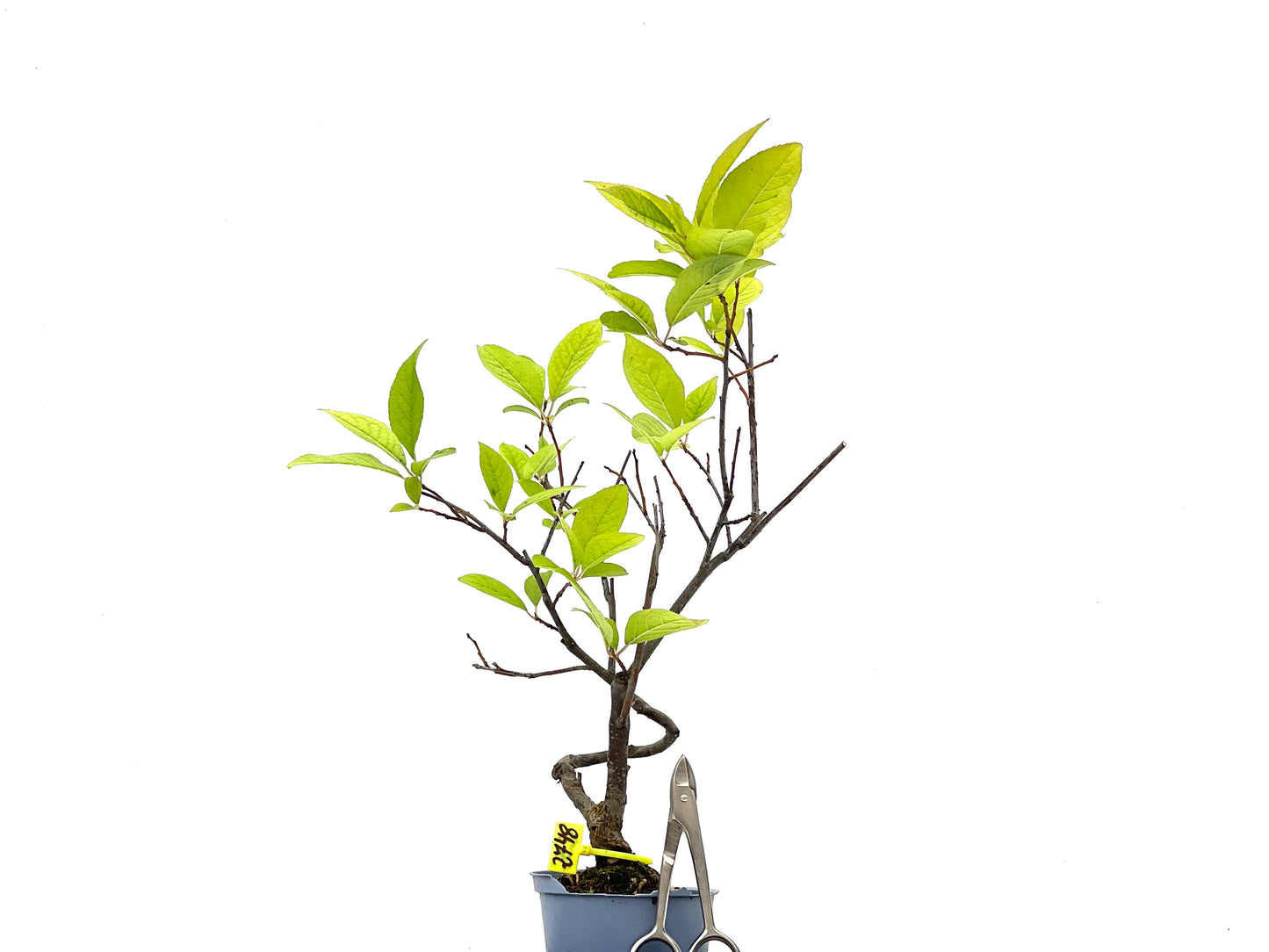Ilex Verticillata 2748