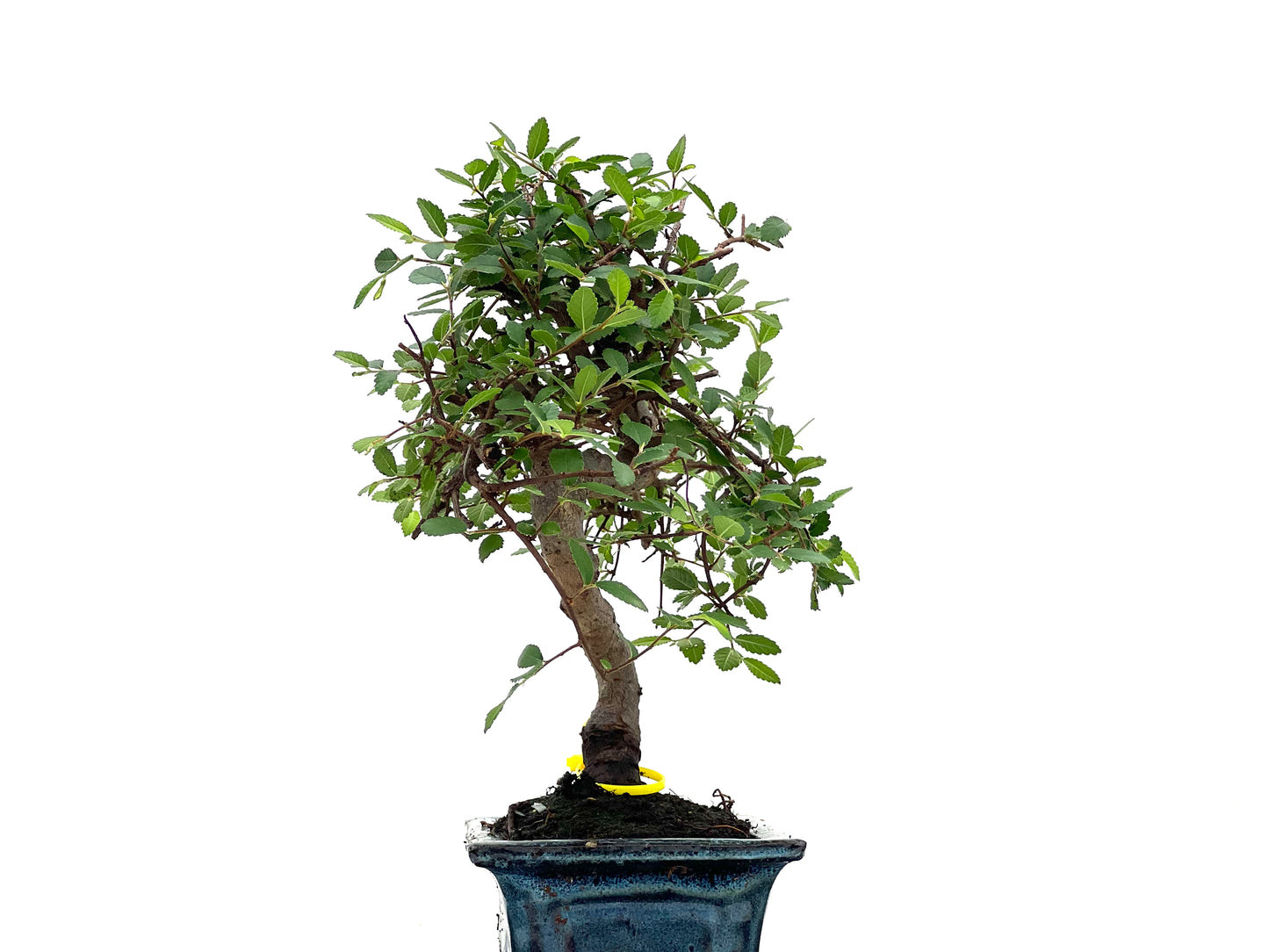 Ulmus Parvifolia 2806