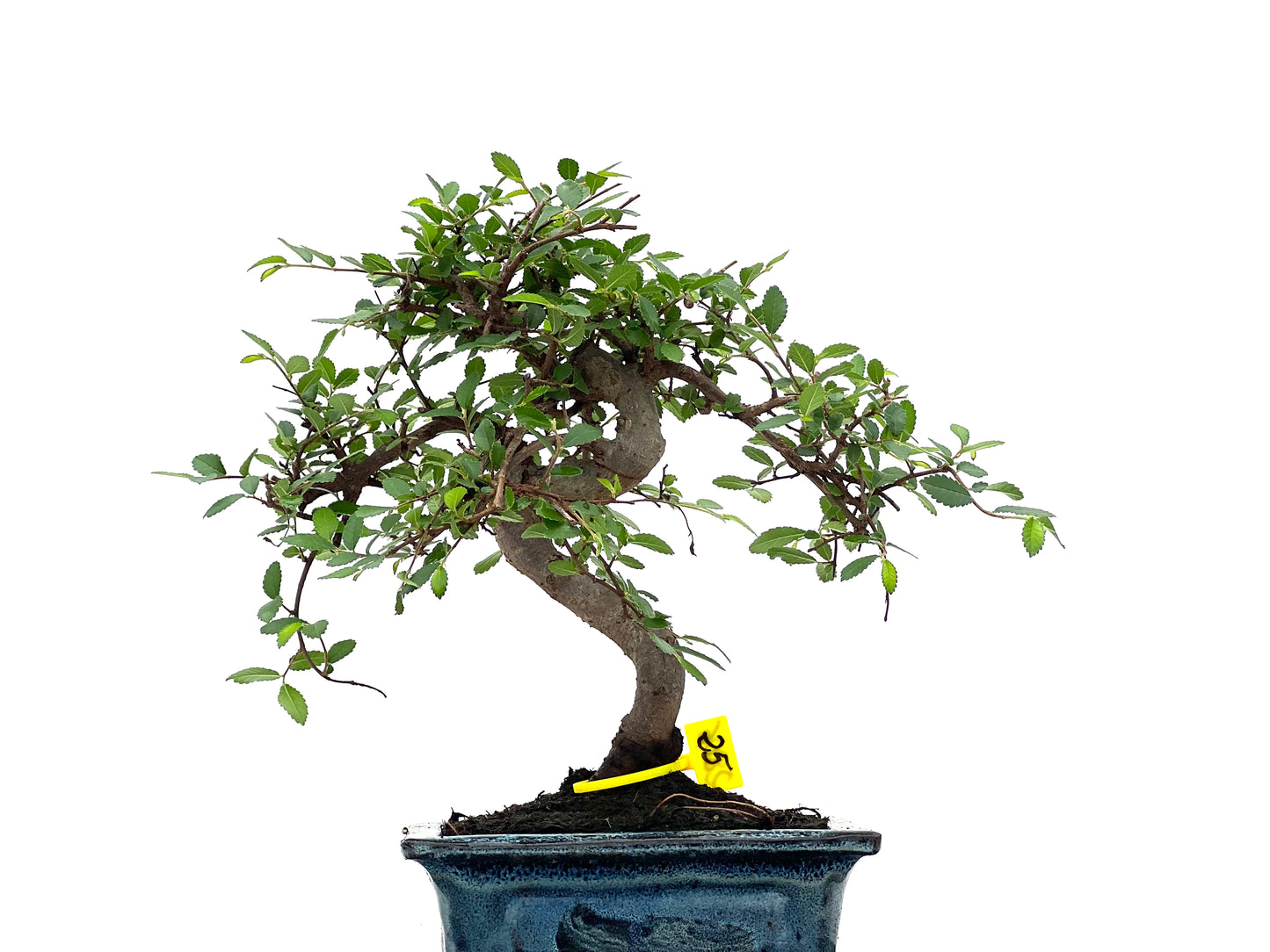 Ulmus Parvifolia 2806