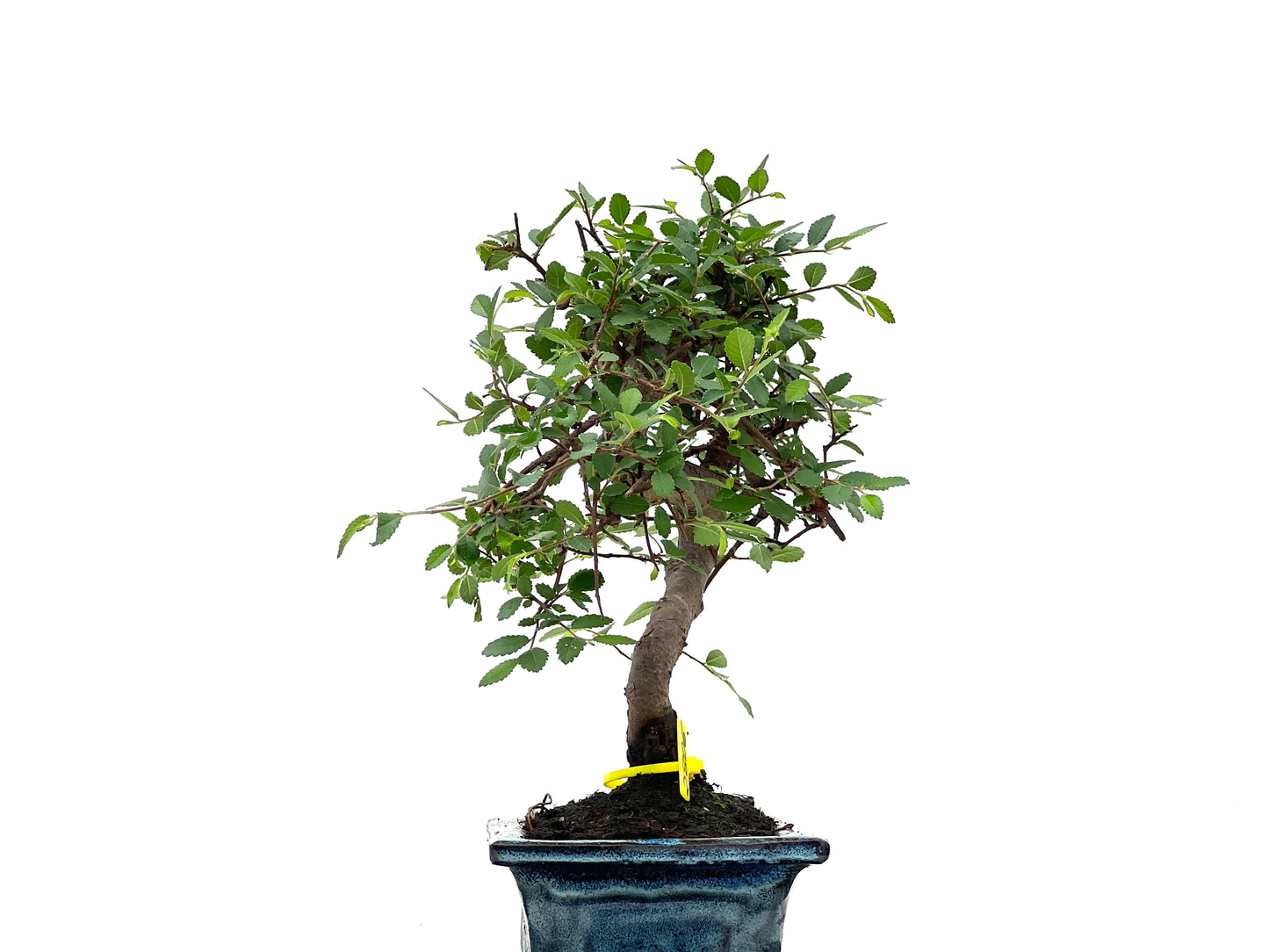 Ulmus Parvifolia 2806