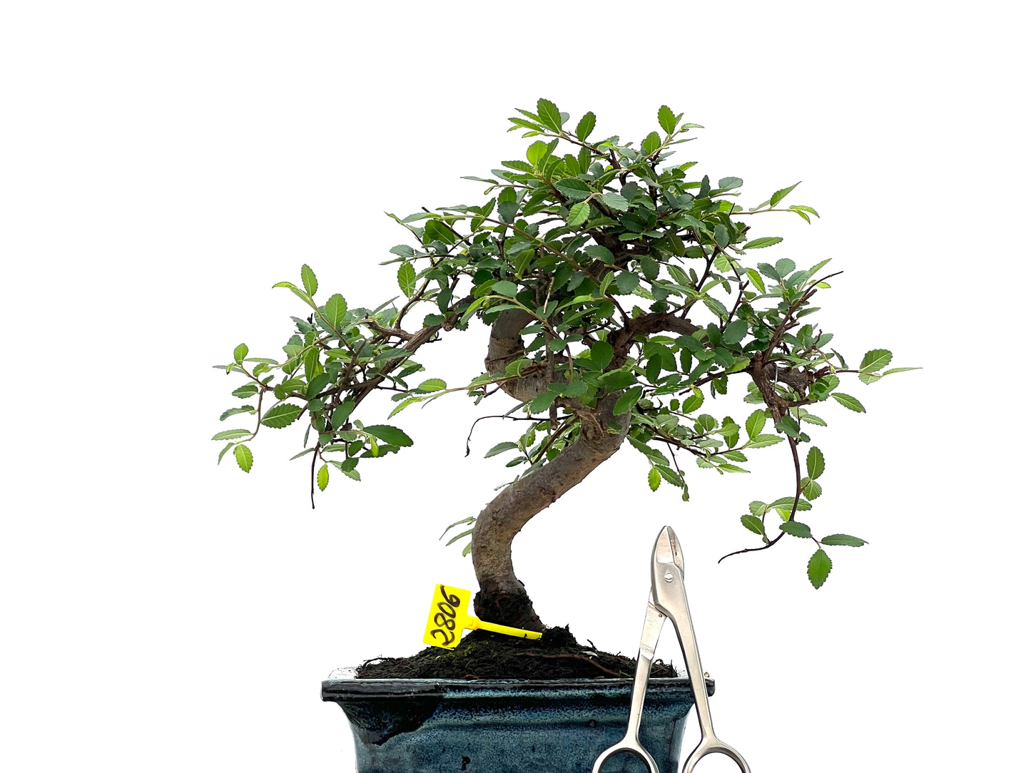 Ulmus Parvifolia 2806