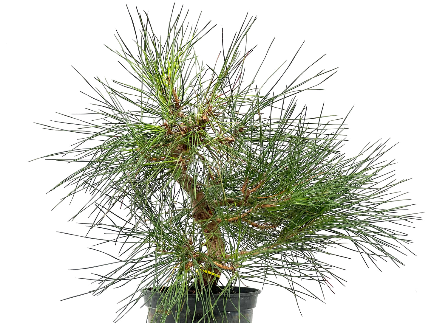 Pinus Thunbergii 2792