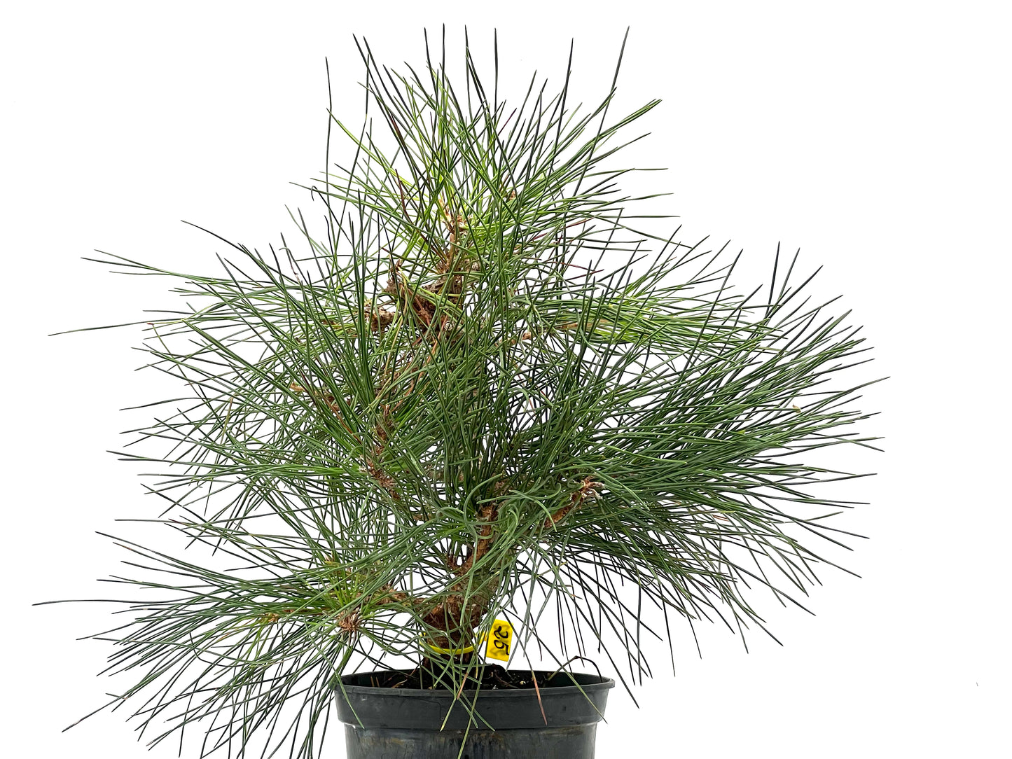 Pinus Thunbergii 2792