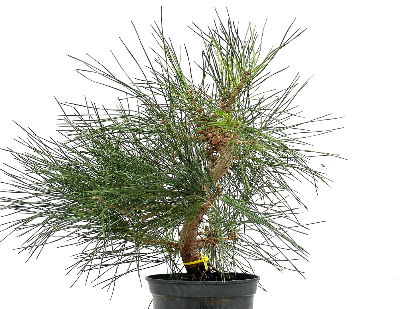 Pinus Thunbergii 2792