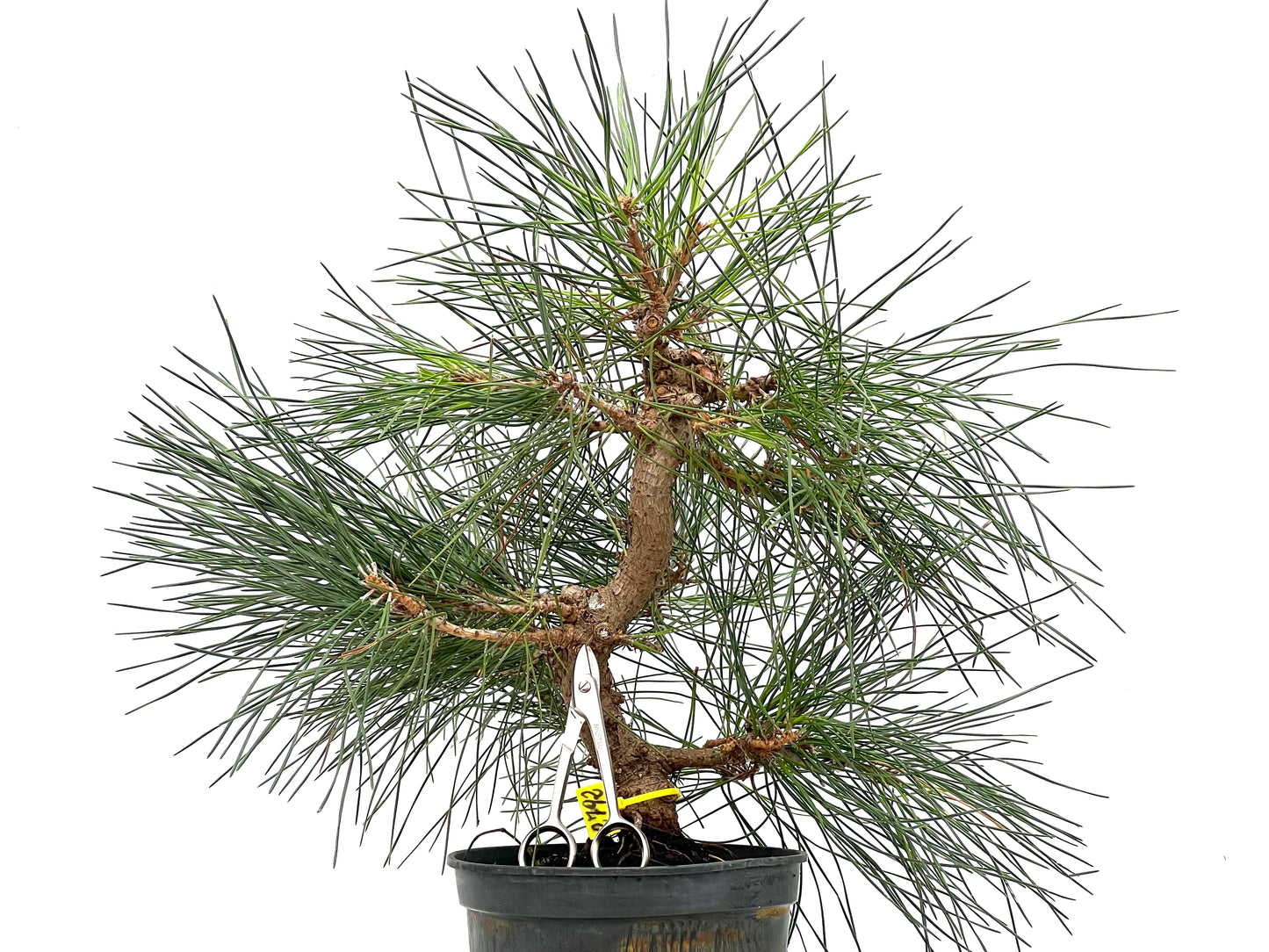 Pinus Thunbergii 2792