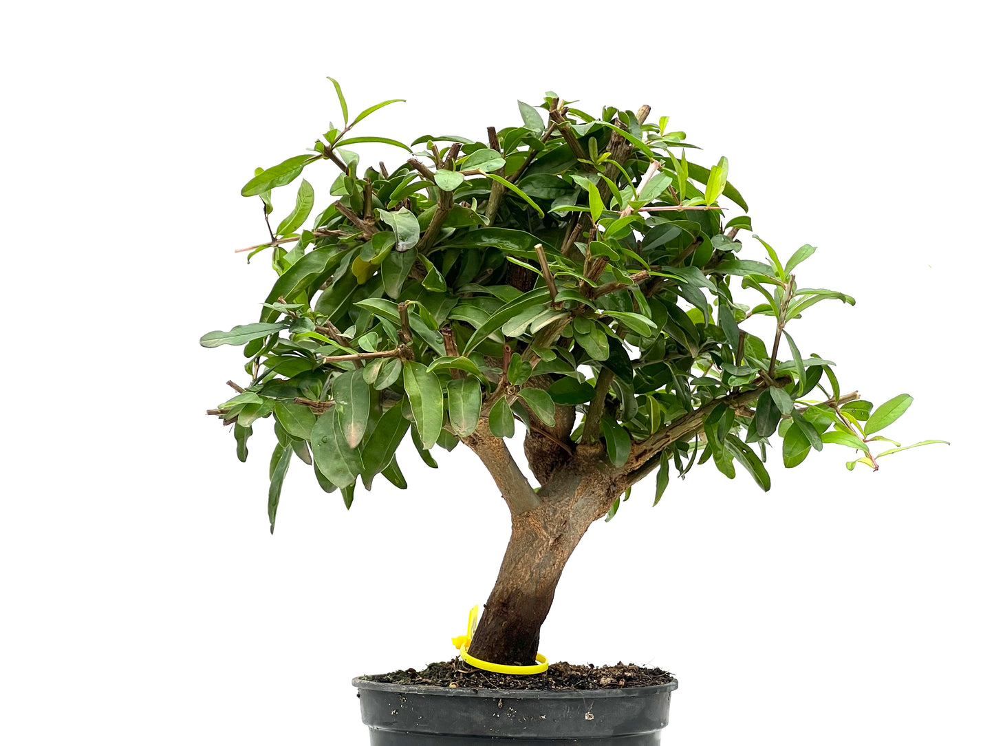 Punica Granatum Nejikan 2789