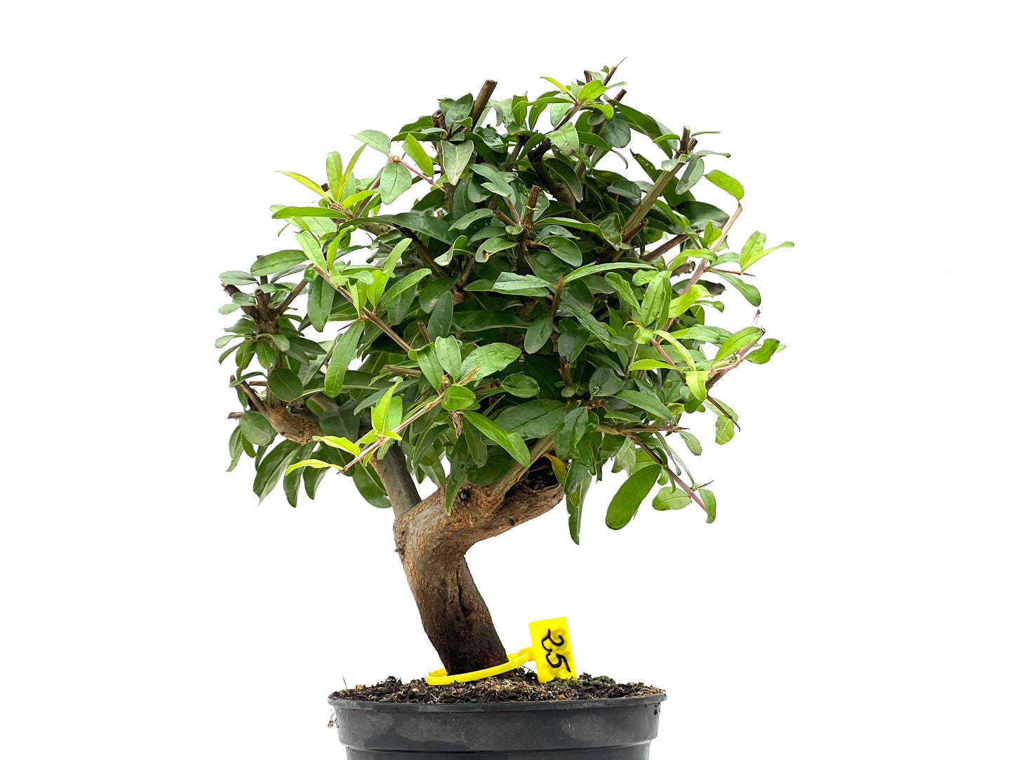 Punica Granatum Nejikan 2789