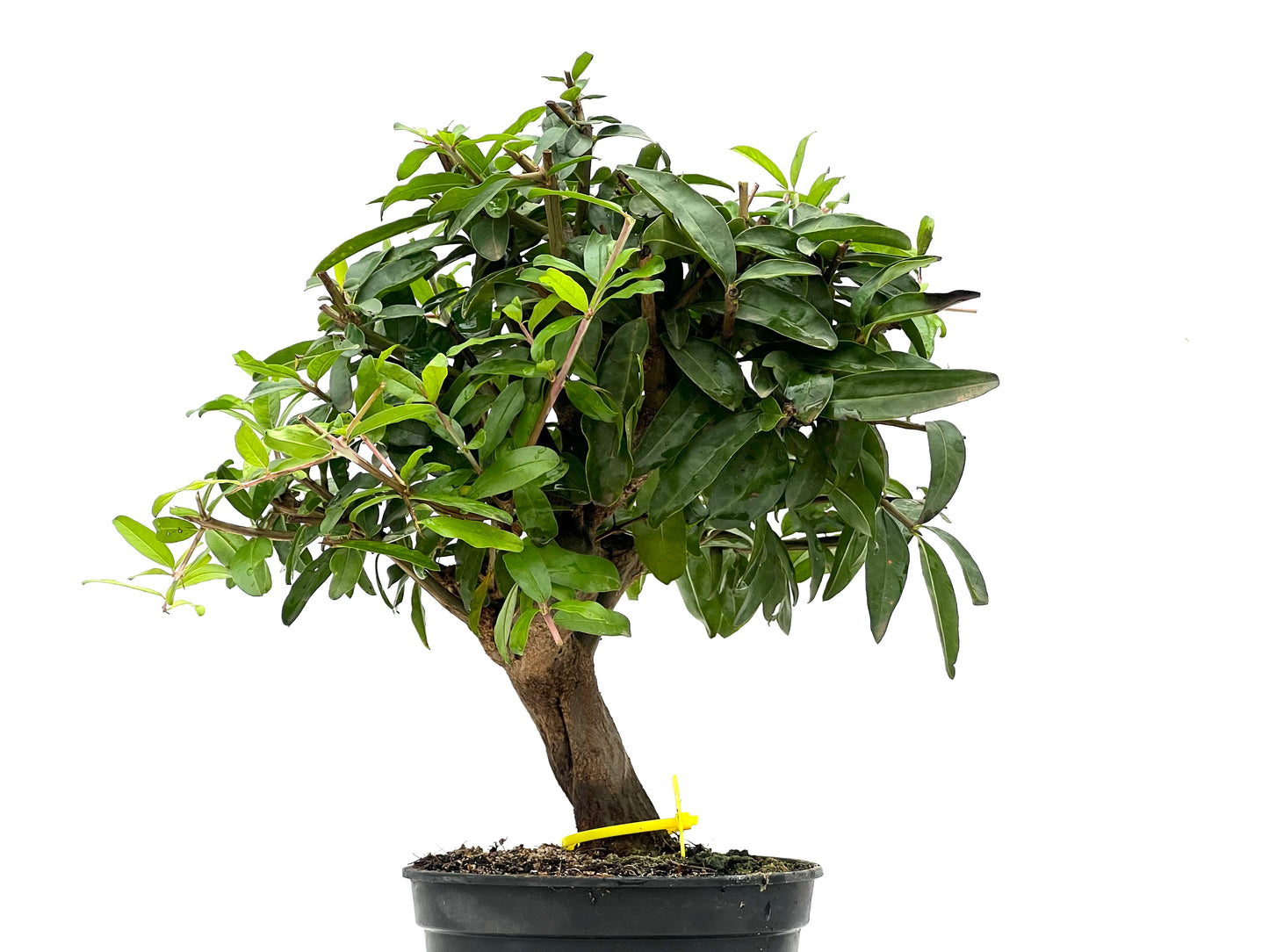 Punica Granatum Nejikan 2789