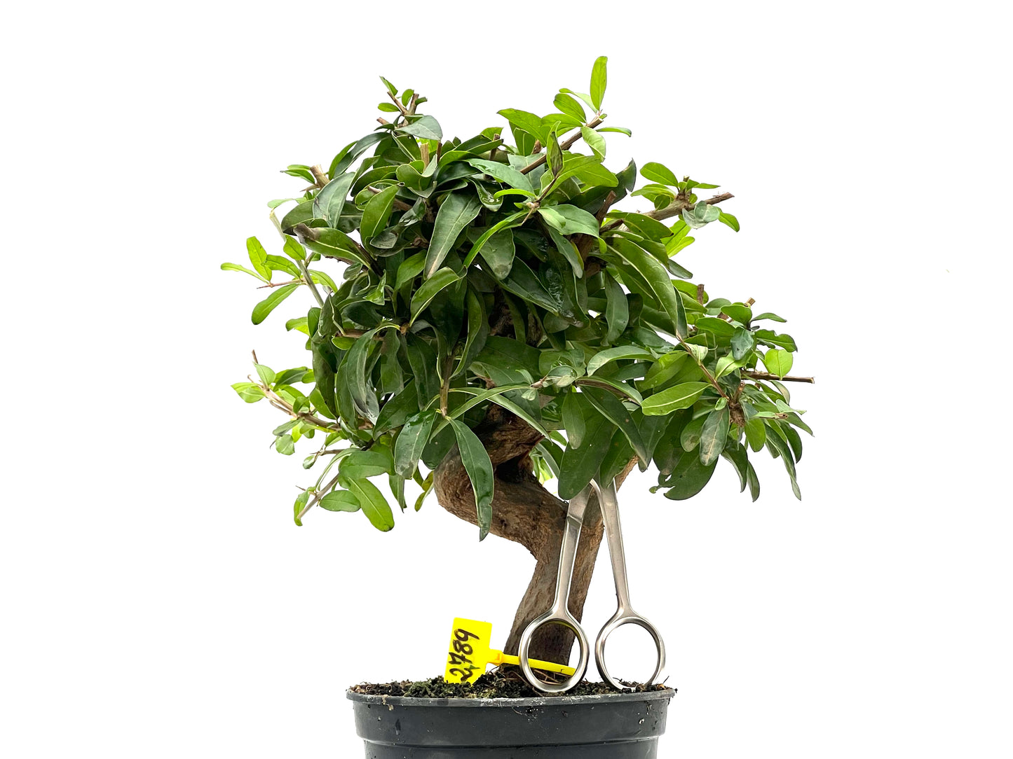 Punica Granatum Nejikan 2789