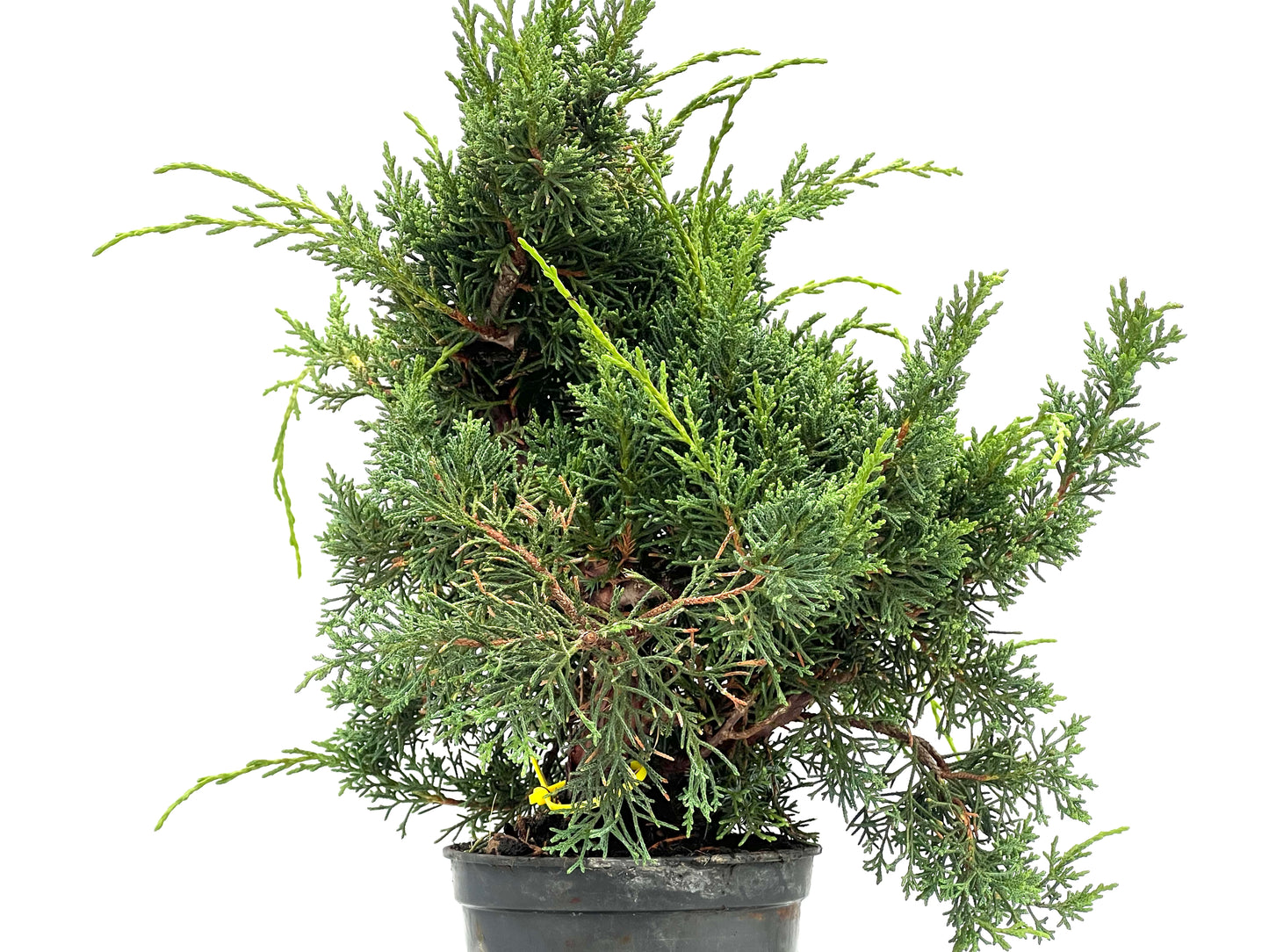 Juniperus Chinensis Kyshu 2784