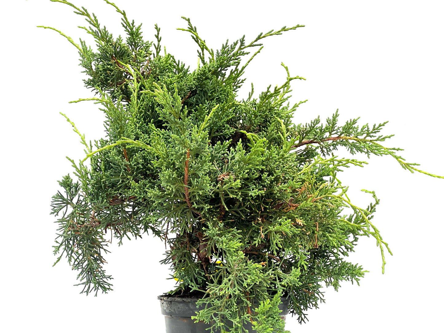 Juniperus Chinensis Kyshu 2784
