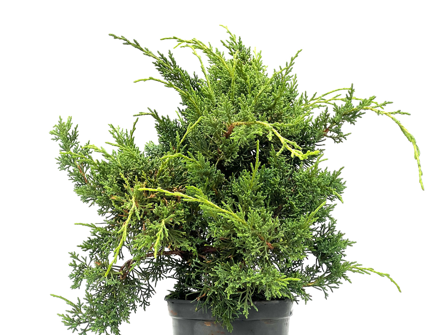 Juniperus Chinensis Kyshu 2784