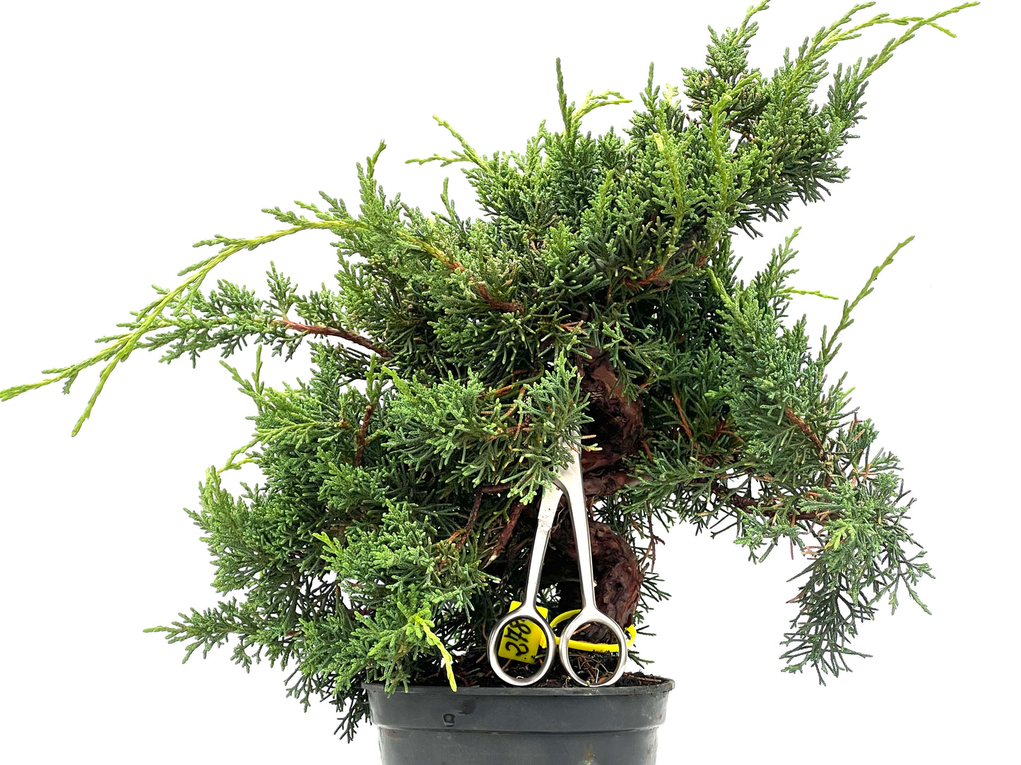 Juniperus Chinensis Kyshu 2784