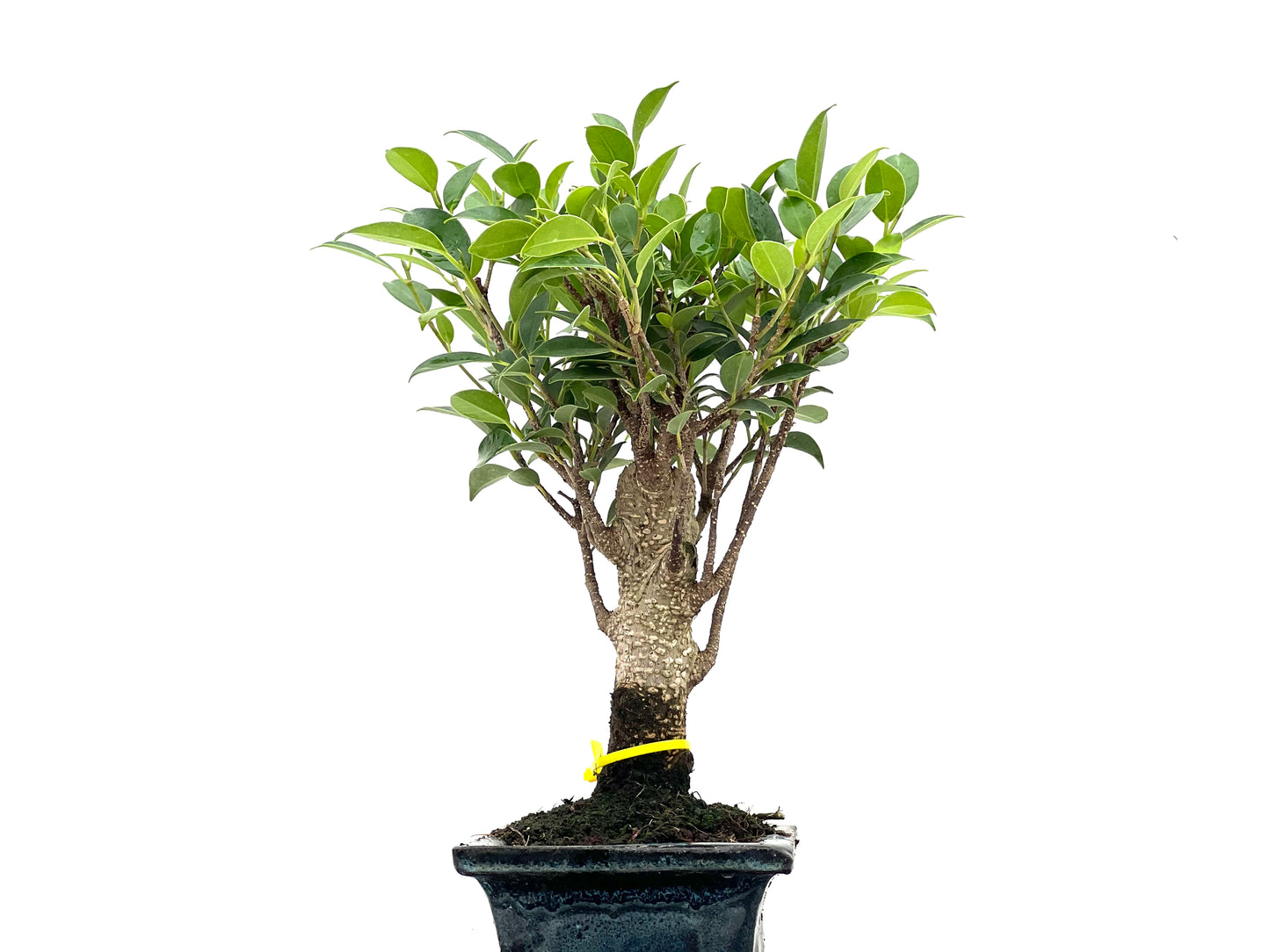 Ficus Tiger Bark 2783
