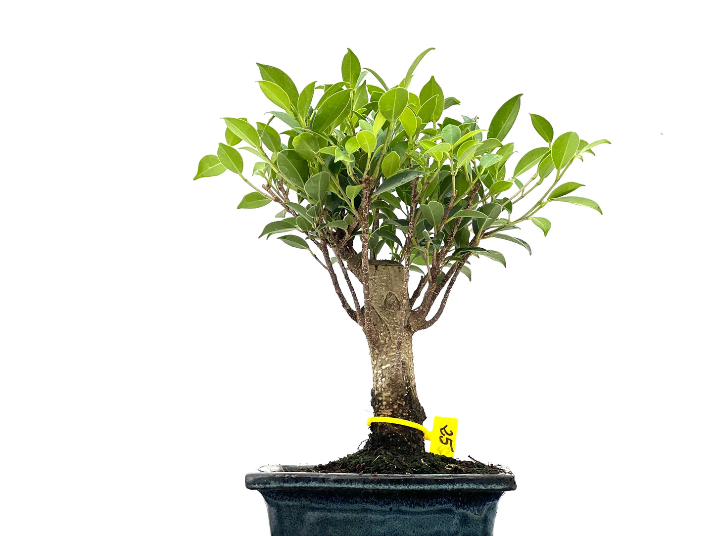 Ficus Tiger Bark 2783