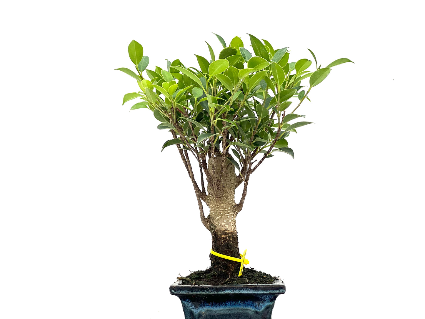 Ficus Tiger Bark 2783