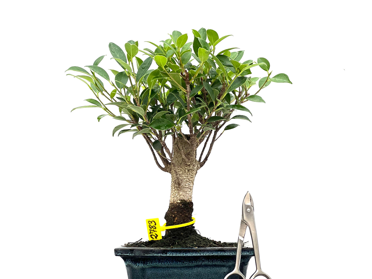 Ficus Tiger Bark 2783