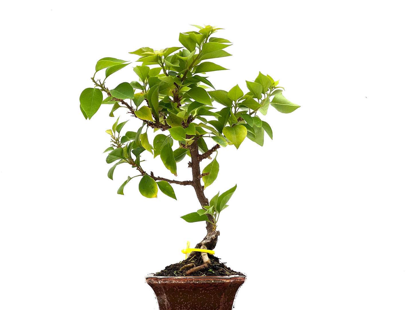 Buganvilla Glabra 2769