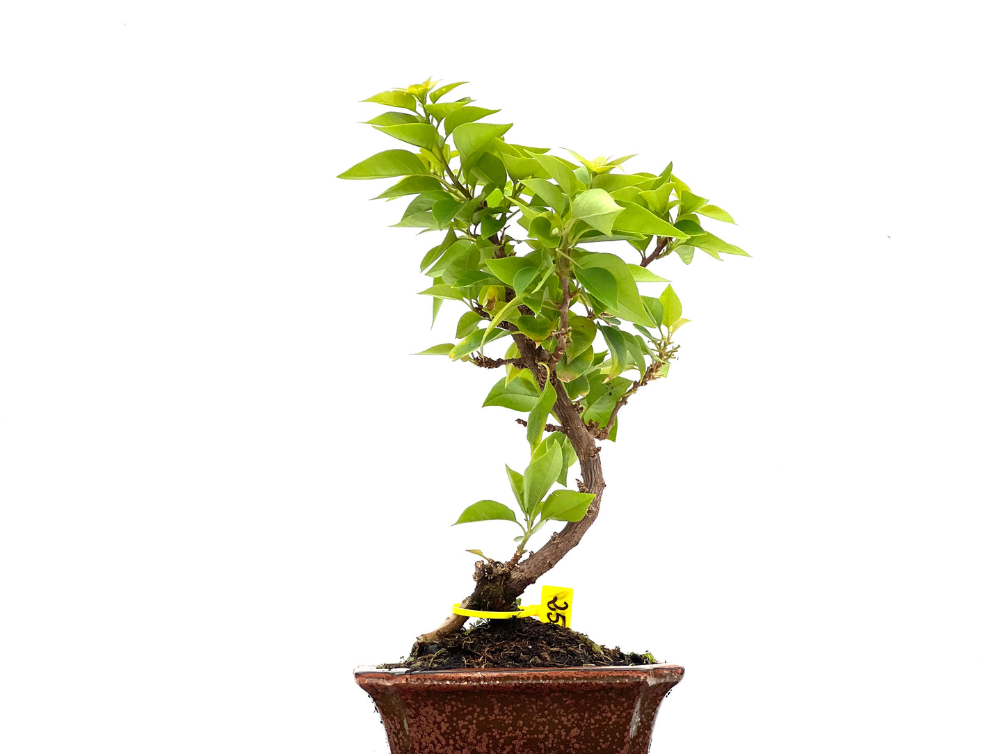 Buganvilla Glabra 2769
