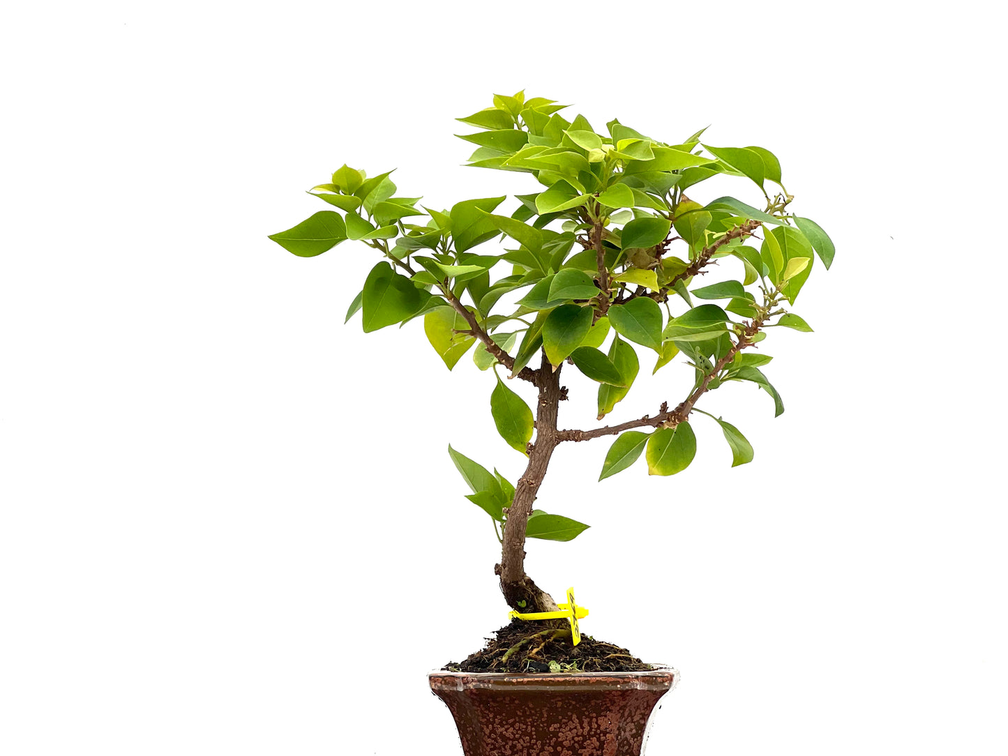 Buganvilla Glabra 2769