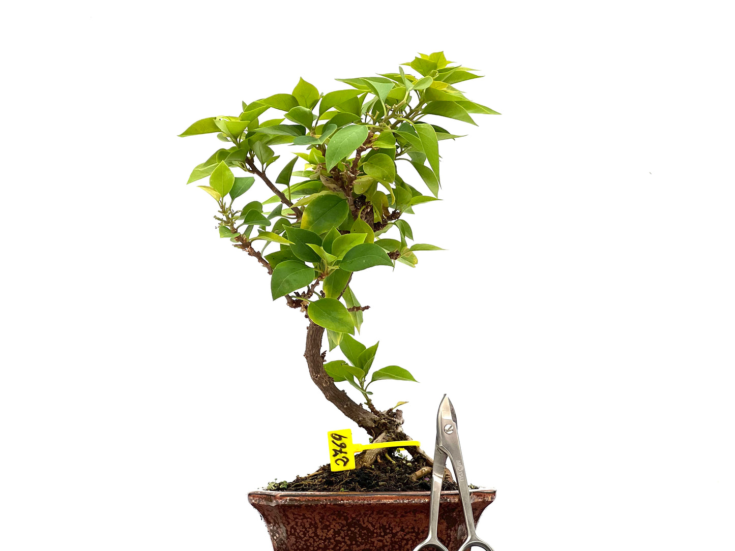 Buganvilla Glabra 2769