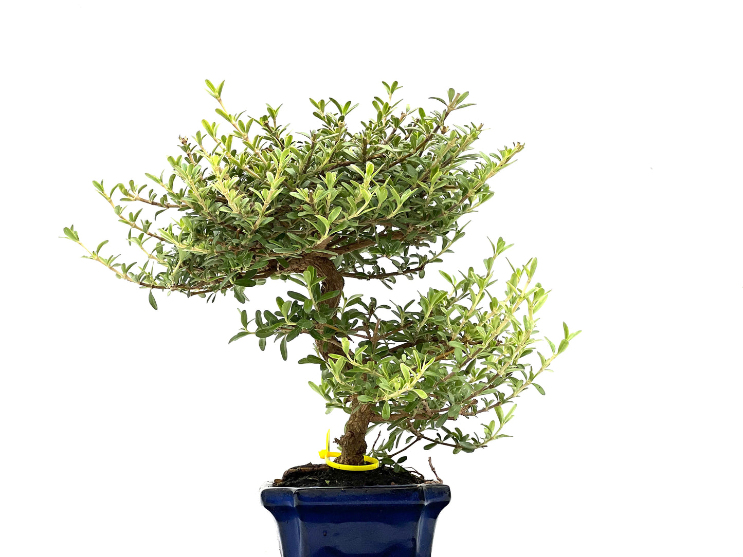 Coprosma 2807