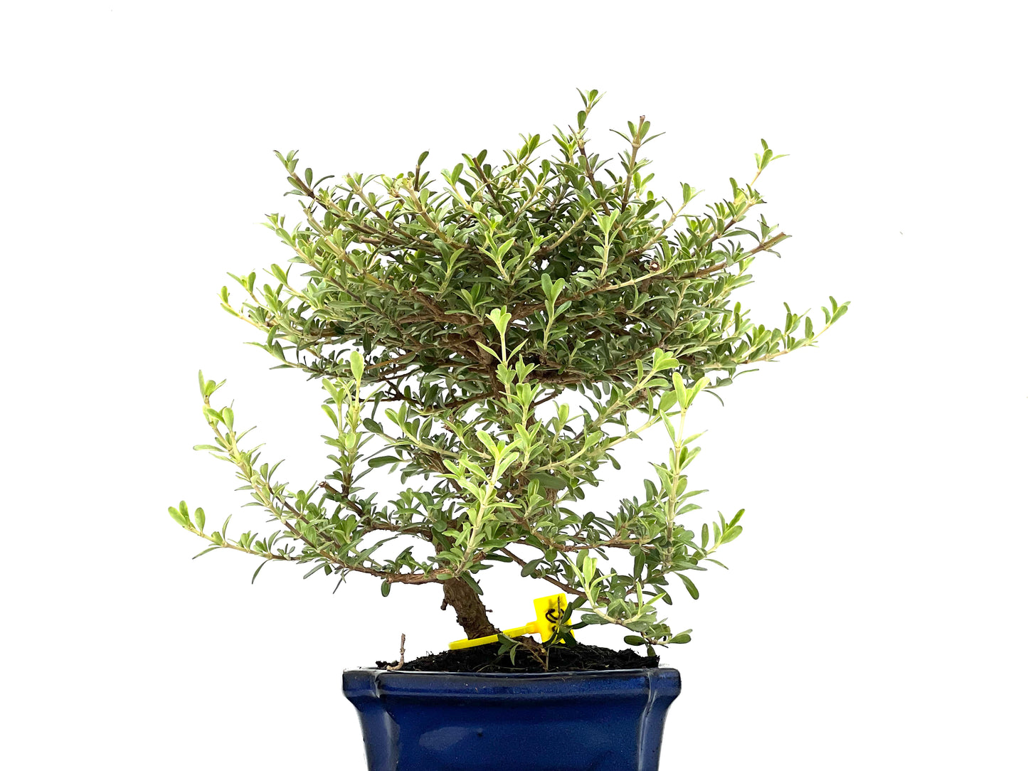 Coprosma 2807