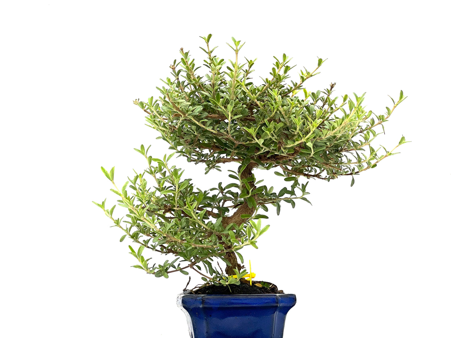 Coprosma 2807