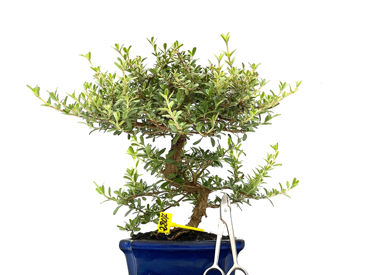 Coprosma 2807