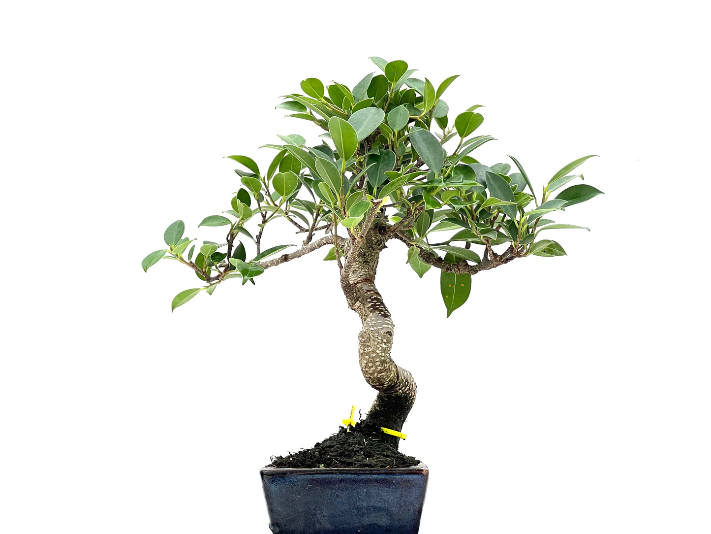 Ficus Tiger Bark 2805