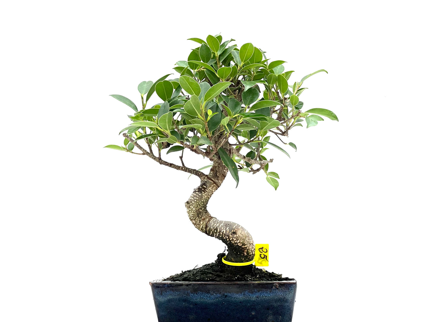 Ficus Tiger Bark 2805