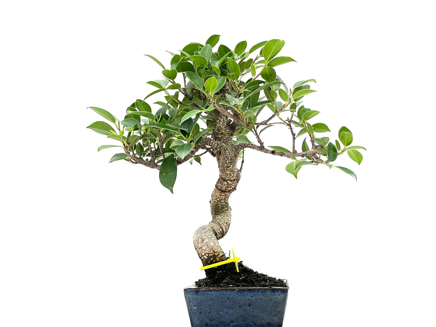 Ficus Tiger Bark 2805