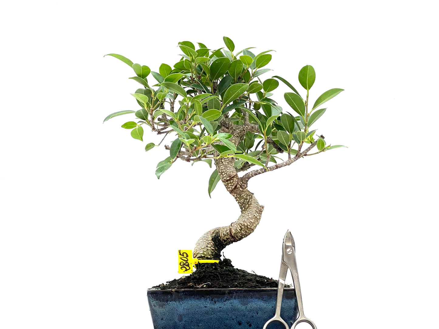 Ficus Tiger Bark 2805