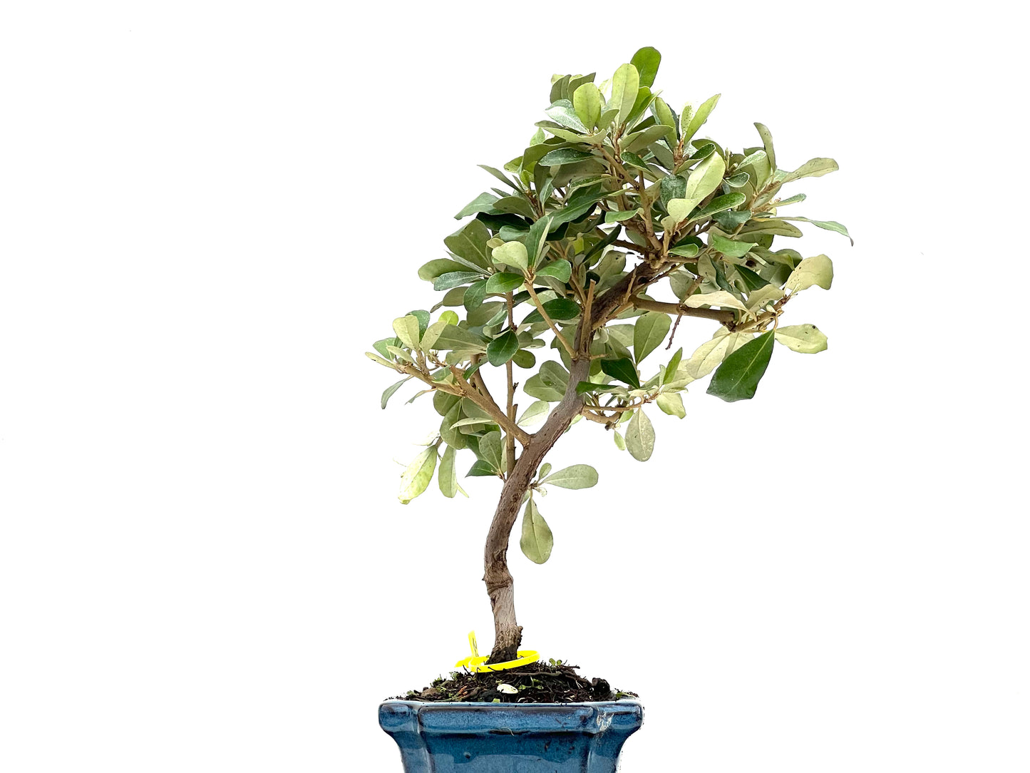 Eleagnus Pungens 2802