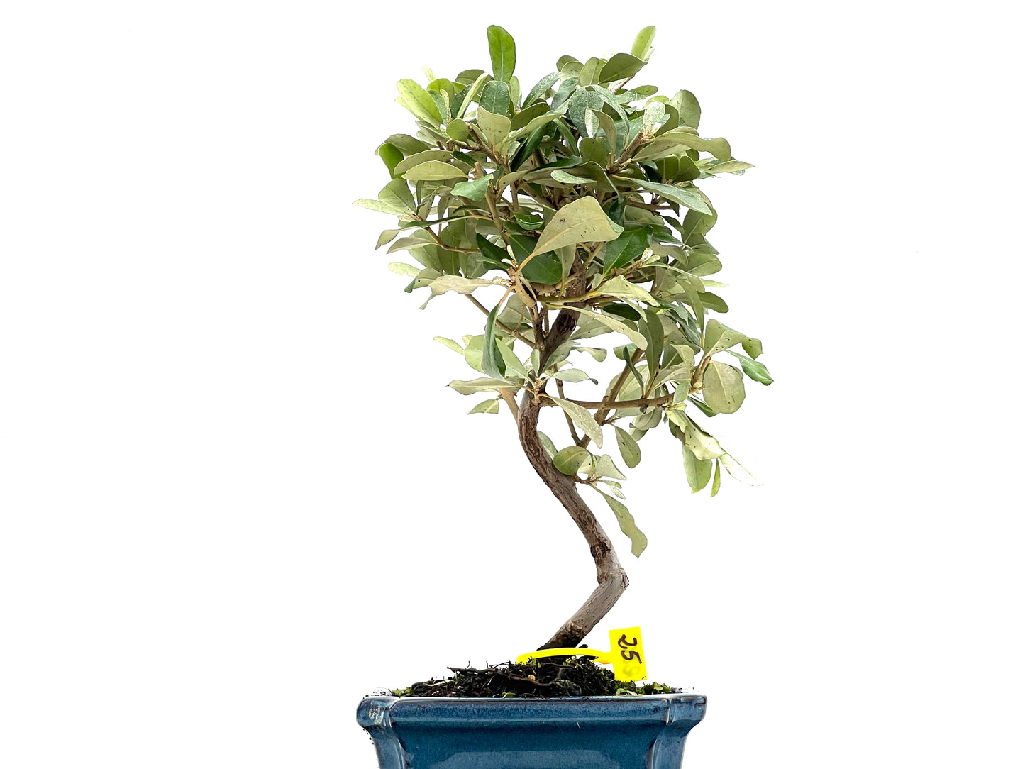 Eleagnus Pungens 2802