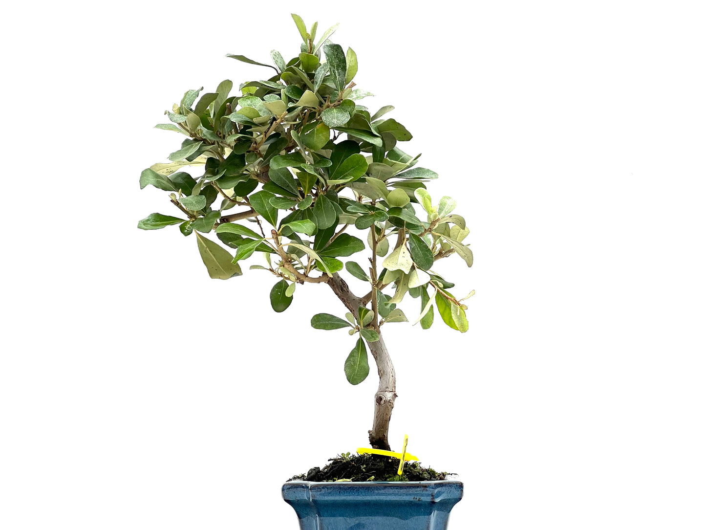 Eleagnus Pungens 2802