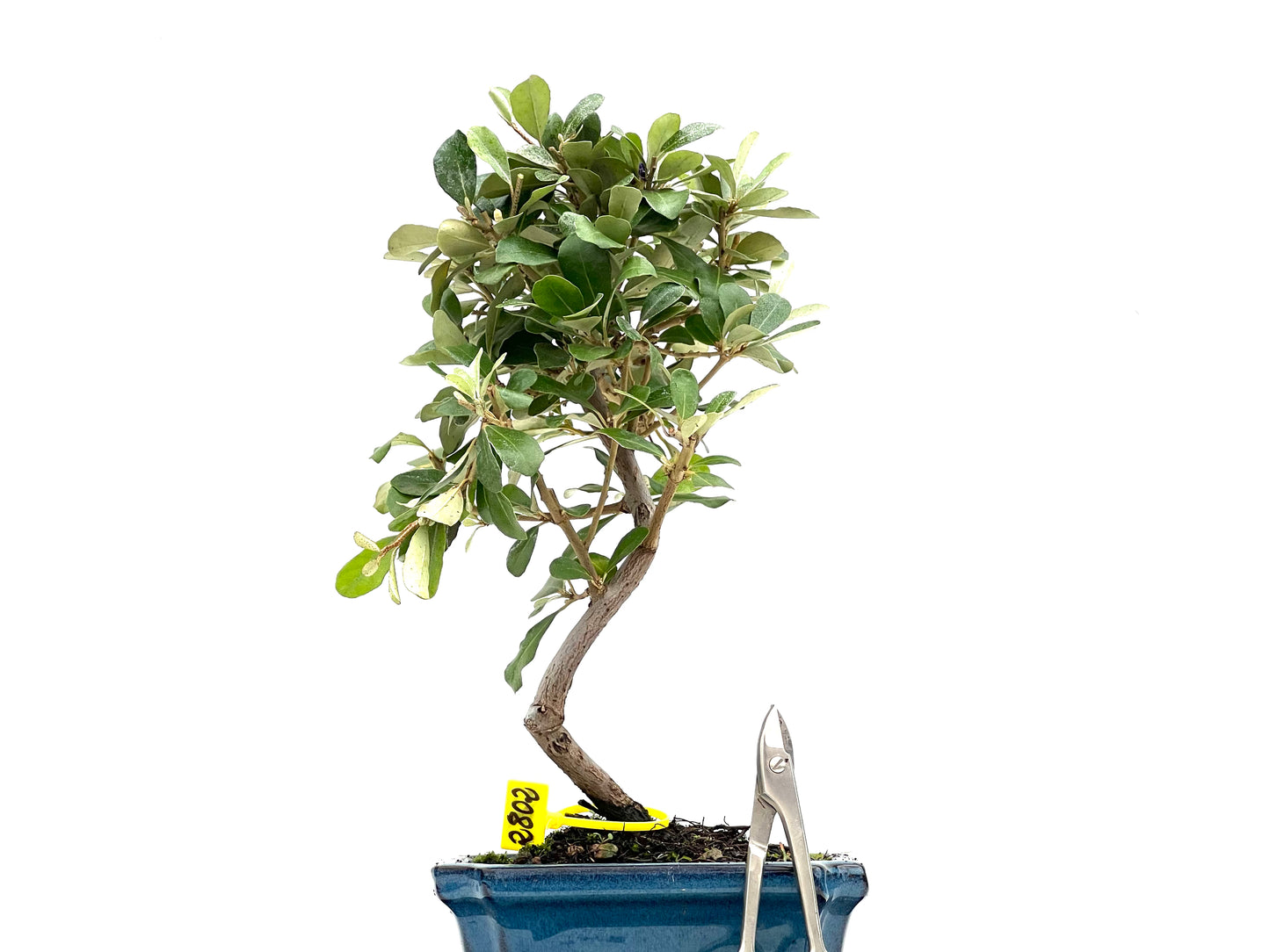 Eleagnus Pungens 2802