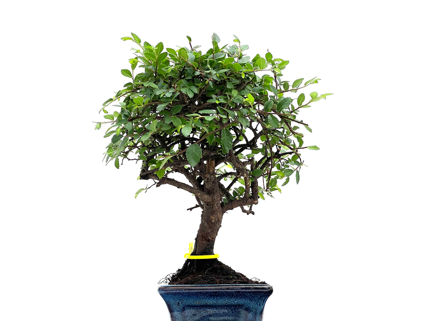 Ulmus Parvifolia 2804